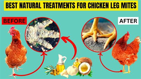 4 Best Natural Treatments For Scaly Leg Mites In Chicken Eliminate