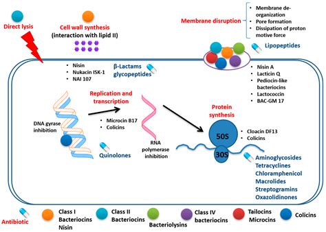 Pharmaceutics Free Full Text Bacteriocins In The Era Of Antibiotic