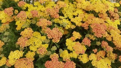 Achillea Millefolium Milly Rock Yellow Terracotta L Pot Vertigrow