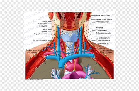 Veia Jugular Interna E Externa