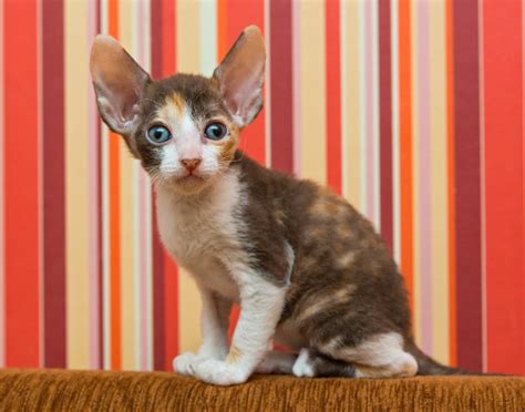 Cornish Rex Cena Charakter Opis Rasy Ferapl