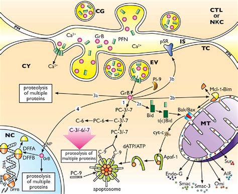 Figure 1 From Granzyme B Induced Apoptosis In Cancer Cells And Its