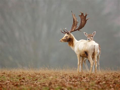 Fallow Deer England