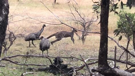 Emus Chasing A Kangaroo In Belair National Park Youtube