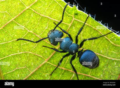 A blue ant resting on leaf (Malaysia Stock Photo - Alamy