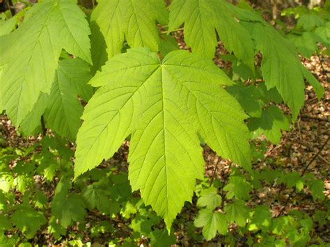 Erable Sycomore Acer Pseudoplatanus L Arboretum De Gembloux Agro