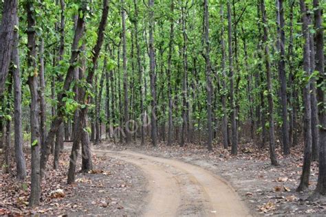 kanha national park - Ghoomophiro