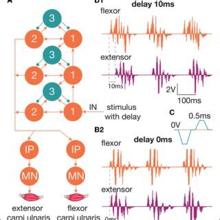 A) The diagram of the circuit that produces neuronal activity to ...