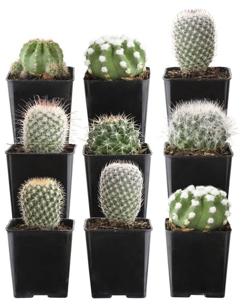 Costa Farms Indoor 9 Assorted Cactus House Plant In 25 Inch Grow Pot And Reviews Wayfair