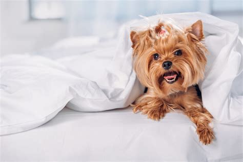 Pet-Friendly Hotels in the United States – American Kennel Club