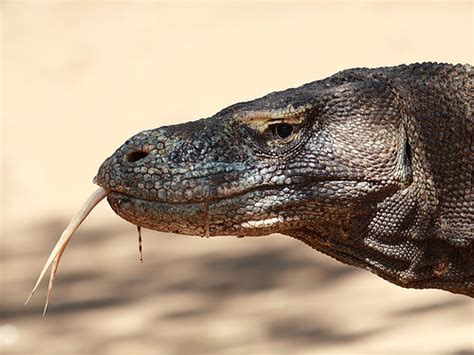 Komodowaran Komodo Dragon Varanus Komodoensis Rinca I Flickr