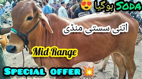 Sasti Mandi K Rates Check Kro Shoqeeno Special Offer Lalukhait Cow