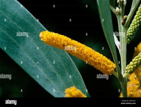 Acacia Auriculiformis Black Wattle Flower And Foliage This Is One Of