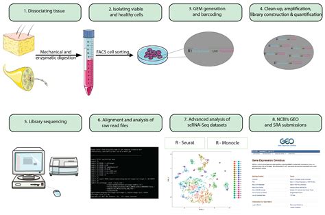 Droplet Barcoding Based Single Cell Transcriptomics Of Adult Mammalian