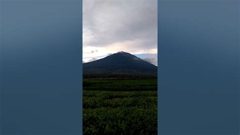 Kebun Teh Kerinci Youtube