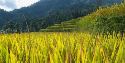 The most beautiful rice terraces of Vietnam in Hoang Su Phi