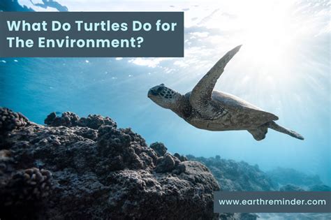 What Do Turtles Do For The Environment Earth Reminder