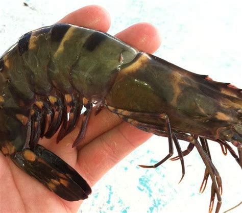 Tiger Prawns Roar Into The Gulf Of Mexico Stateimpact Texas