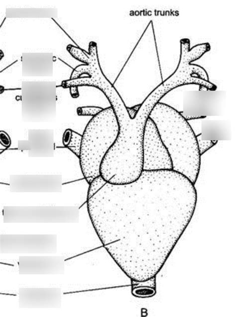 Diagram Of Frog Heart Lab 7 Quizlet