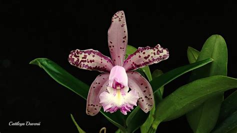 Cattleya Duvenii Bodenseeperle Orchid