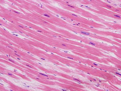 Heart Histology Cardiac Muscle Histology Slide