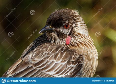 Red Wattlebird In Western Australia Stock Image Image Of Wattlebird