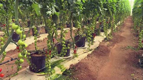 Veja como começar a plantar verduras e legumes Globo Rural G1