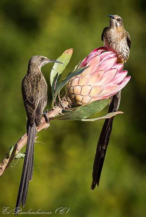 Birds & Protea | Birds, Prey, Animals