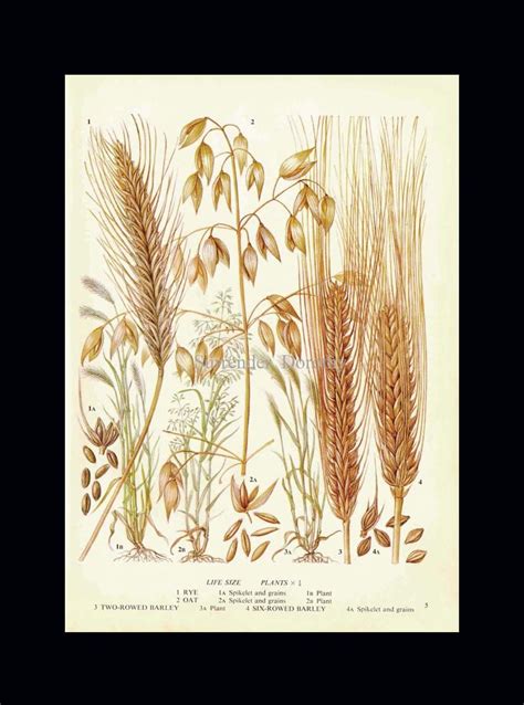 Rye Oat And Barley Cereal Grain Food Chart Botanical Lithograph Illustration For Your Vintage