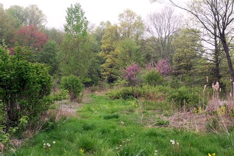 Agroforestry Projects Beyond the Field — Fields Without Fences