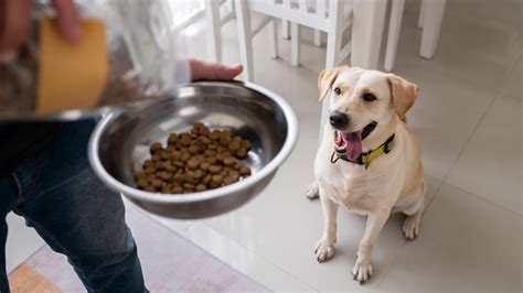 Cuadro De Alimentación Cuanta Comida Darle A Mi Perro