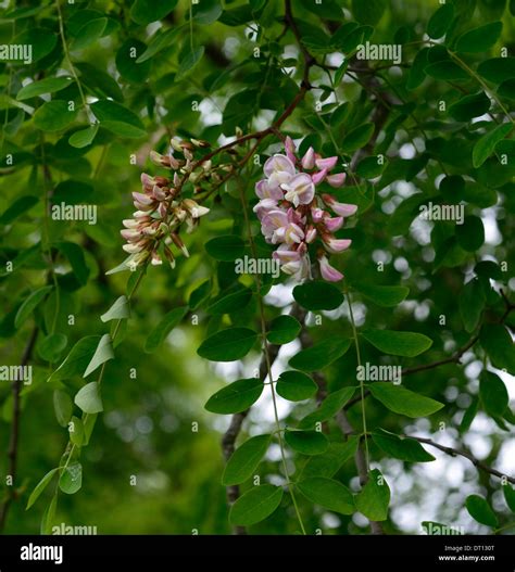 robinia luxurians flowers flower flowering deciduous Tree pendulous ...