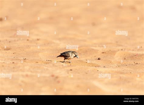 A Sociable Weaver Bird Philetairus Socius Walking In The Red Sand Of