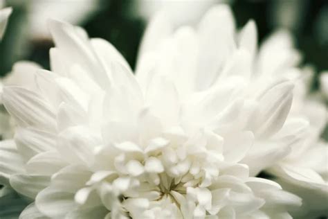 White Chrysanthemum Flower — Stock Photo © Nikonite 6464615