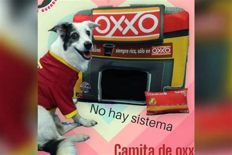 Dice Firulais que no hay sistema Así son los OXXOS exclusivos para