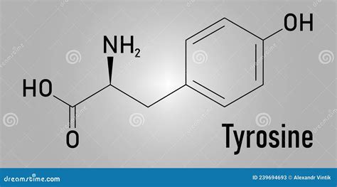 Tyrosine Or L Tyrosine Tyr Y Amino Acid Molecule Skeletal Formula