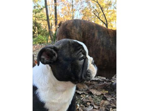 Boston bulldog puppies for sale 2 males left Memphis - Puppies for Sale ...