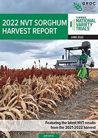 Sorghum Nvt