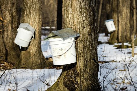 Tapping the Maple Tree Photograph by Craig A Walker - Pixels