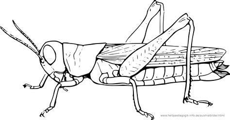 Insektenzeichnungen Zum Ausmalen