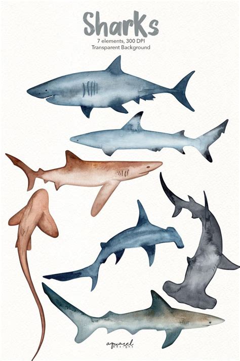 Watercolor Sharks Clipart Hammerhead Shark Bull Shark Etsy Shark