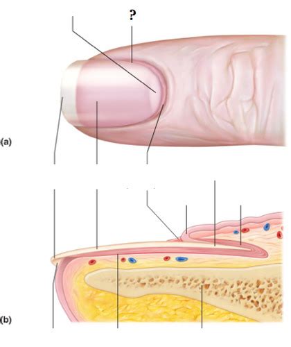 Integumentary System Pages Flashcards Quizlet