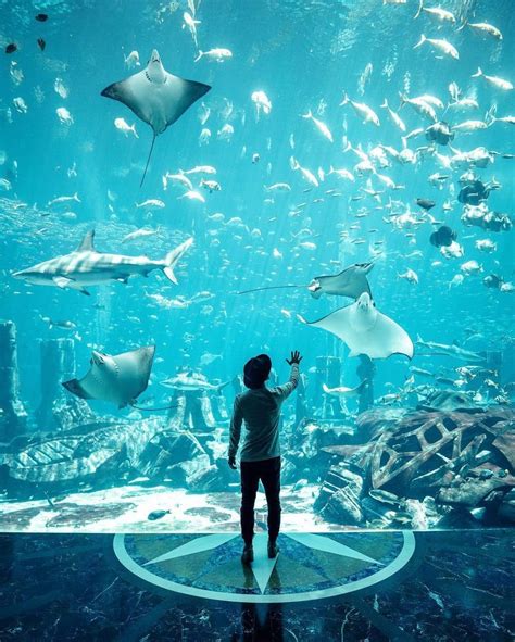 Dubai Mall Aquarium ⋆ Best Fashion Blog For Men - TheUnstitchd.com