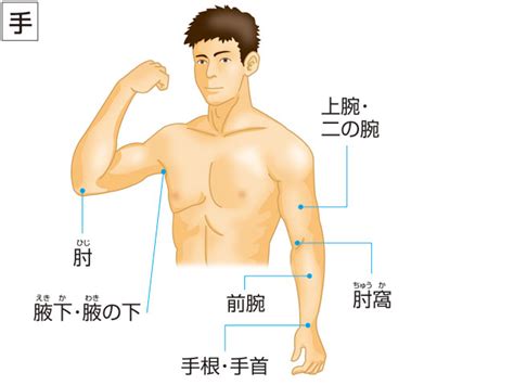 「二の腕」の意味や使い方 わかりやすく解説 Weblio辞書