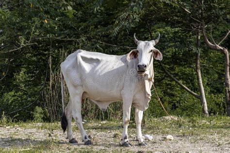 Philippine White Cow is Grazing Near the Road! Stock Photo - Image of ...