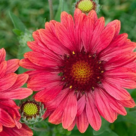 Gaillardia Grandiflora Arizona Sun Blanket Flower Butterfly Gardens