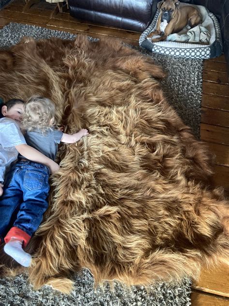 Scottish Highland Hides — Full Armor Farm