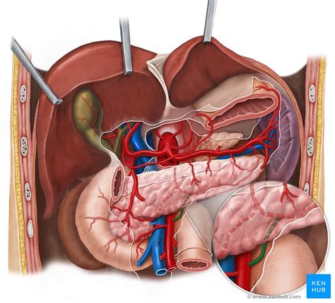 Circulatory System Structure Function Parts Diseases Kenhub