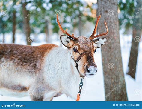 Reindeer In Snow Winter Forest At Finnish Stock Photo Image Of Snow