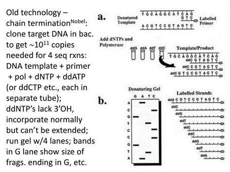 Ppt Dna Sequencing I Historical Method Sanger N Chain Termination